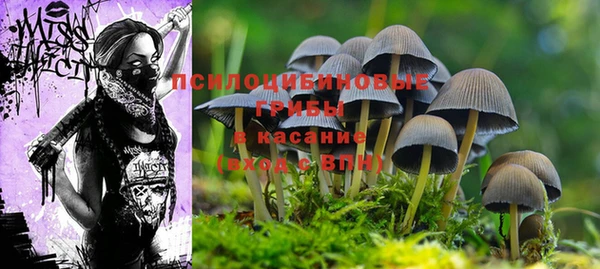 ПСИЛОЦИБИНОВЫЕ ГРИБЫ Алексин